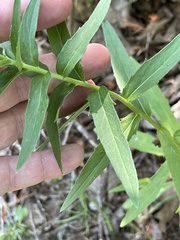 Hieracium umbellatum