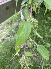 Urtica dioica