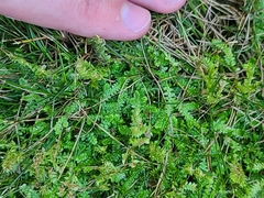 Selaginella apoda