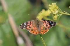 Vanessa braziliensis