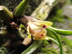 Maxillaria