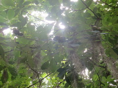 Carya tomentosa