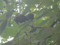 Carya tomentosa