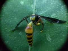 Vespidae