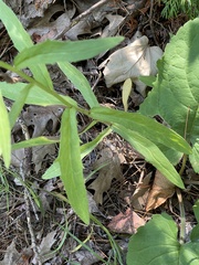 Hieracium umbellatum