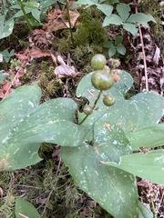 Maianthemum dilatatum