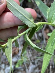 Hieracium umbellatum