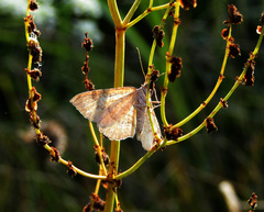 Camptogramma bilineata