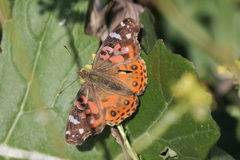 Vanessa braziliensis