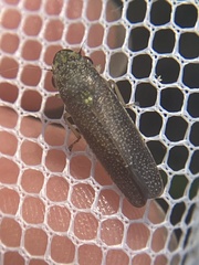 Paraulacizes irrorata