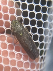 Paraulacizes irrorata