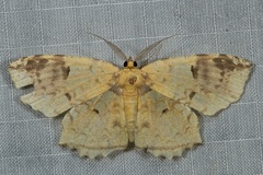 Yashmakia orsinephes