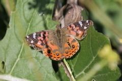 Vanessa braziliensis