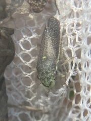 Paraulacizes irrorata