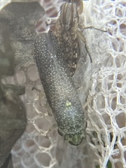 Paraulacizes irrorata