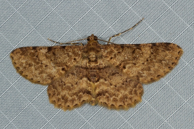 Psilalcis subfasciata