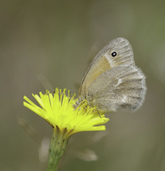 Coenonympha california