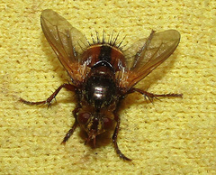 Tachina fera