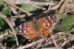Vanessa braziliensis