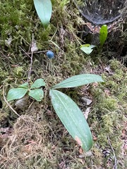 Clintonia uniflora