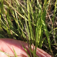 Dichanthelium wilcoxianum