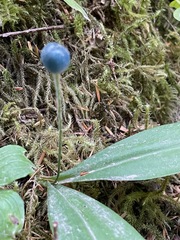 Clintonia uniflora