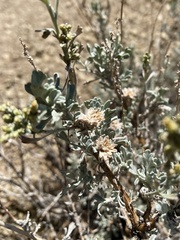Rhopalomyia florella