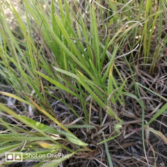 Dichanthelium wilcoxianum