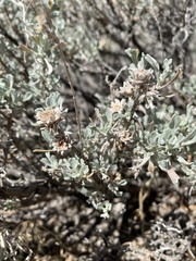 Rhopalomyia florella