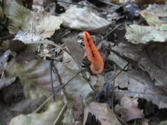 Pseudocolus fusiformis