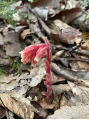 Monotropa hypopitys