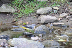 Motacilla cinerea