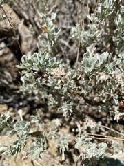 Rhopalomyia florella