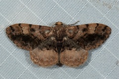 Ectropidia illepidaria