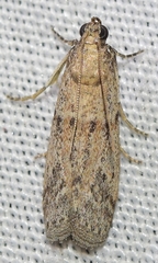 Cadra cautella
