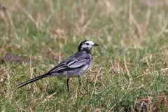 Motacilla alba yarrellii