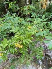 Sorbus sitchensis