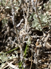 Rhopalomyia florella