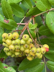 Sorbus sitchensis