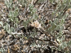 Rhopalomyia florella