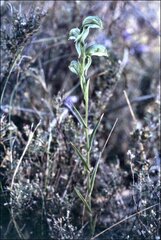 Pterostylis melagramma