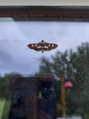 Desmia funeralis
