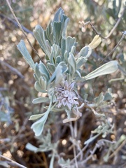 Rhopalomyia florella