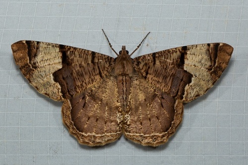 Xandrames latiferaria Walker, 1860