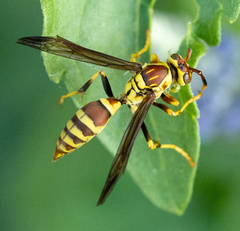 Polistes