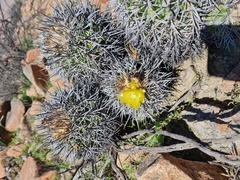 Copiapoa coquimbana