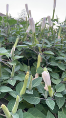 Datura innoxia