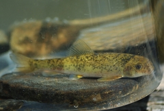 Catostomus commersonii