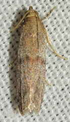 Cadra cautella