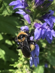 Bombus auricomus